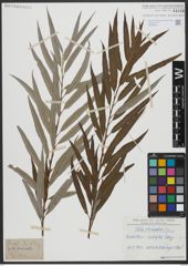 Foto von Salix viminalis L.